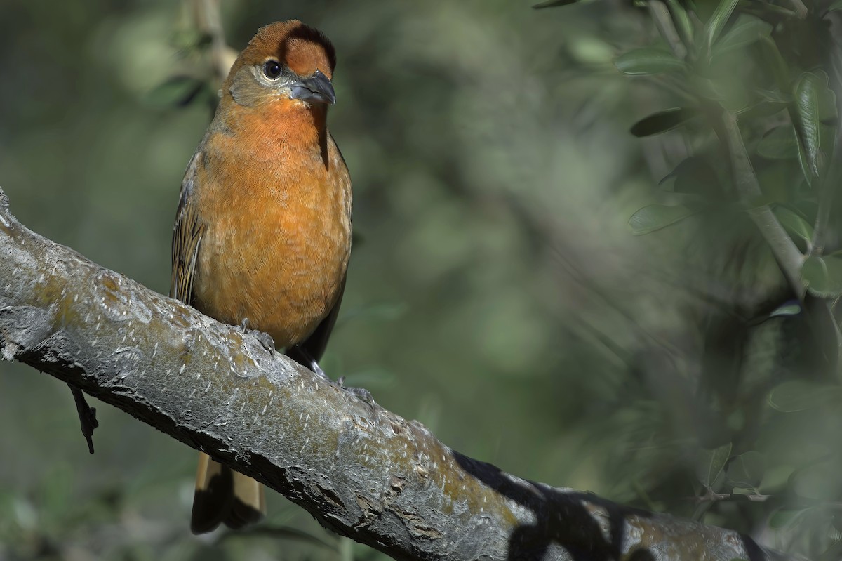 Hepatic Tanager - ML646597794