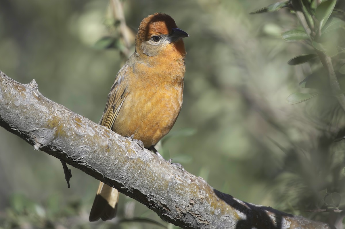 Hepatic Tanager - ML646597795