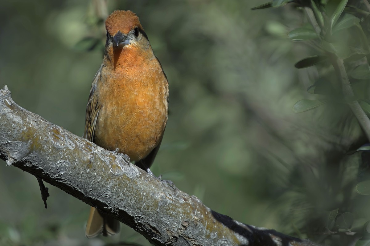 Hepatic Tanager - ML646597796