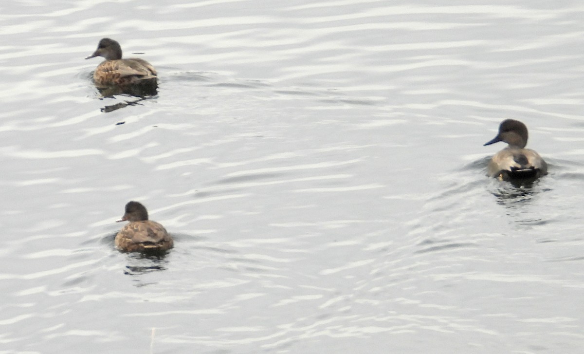 kopřivka obecná - ML646597803