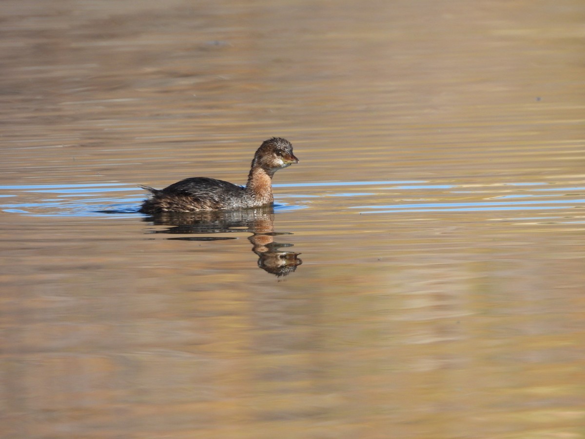 ringnebbdykker - ML646597805