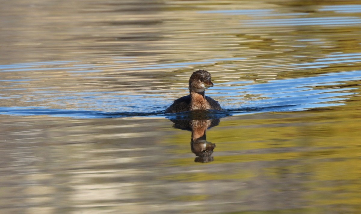 ringnebbdykker - ML646597806