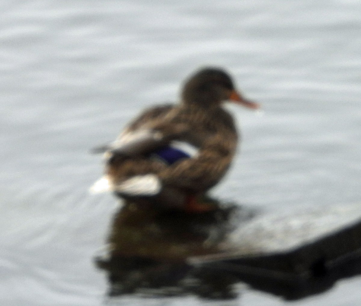 kachna divoká - ML646597818