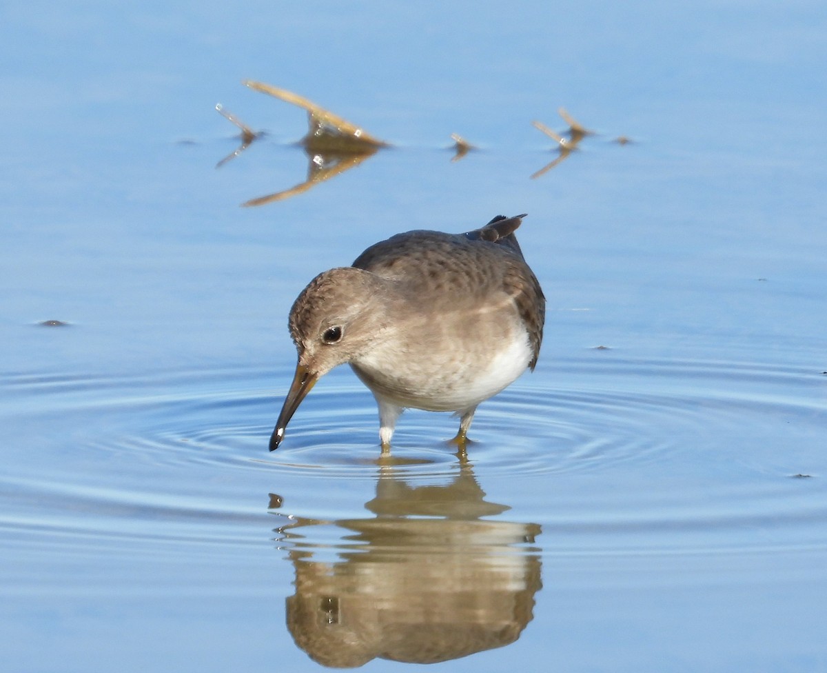 Temminck's Stint - ML646597821