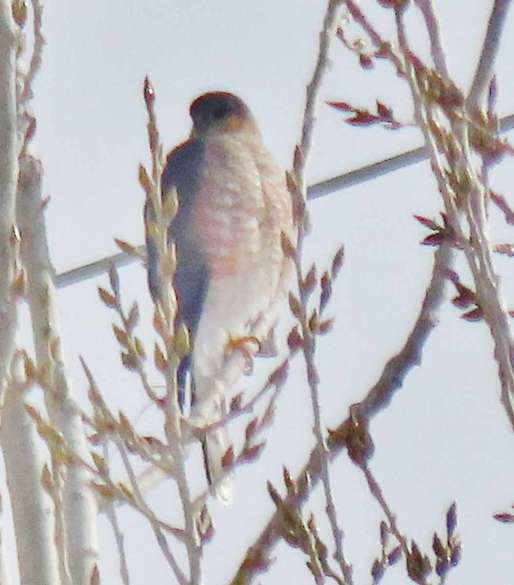 Sharp-shinned Hawk - ML646597824