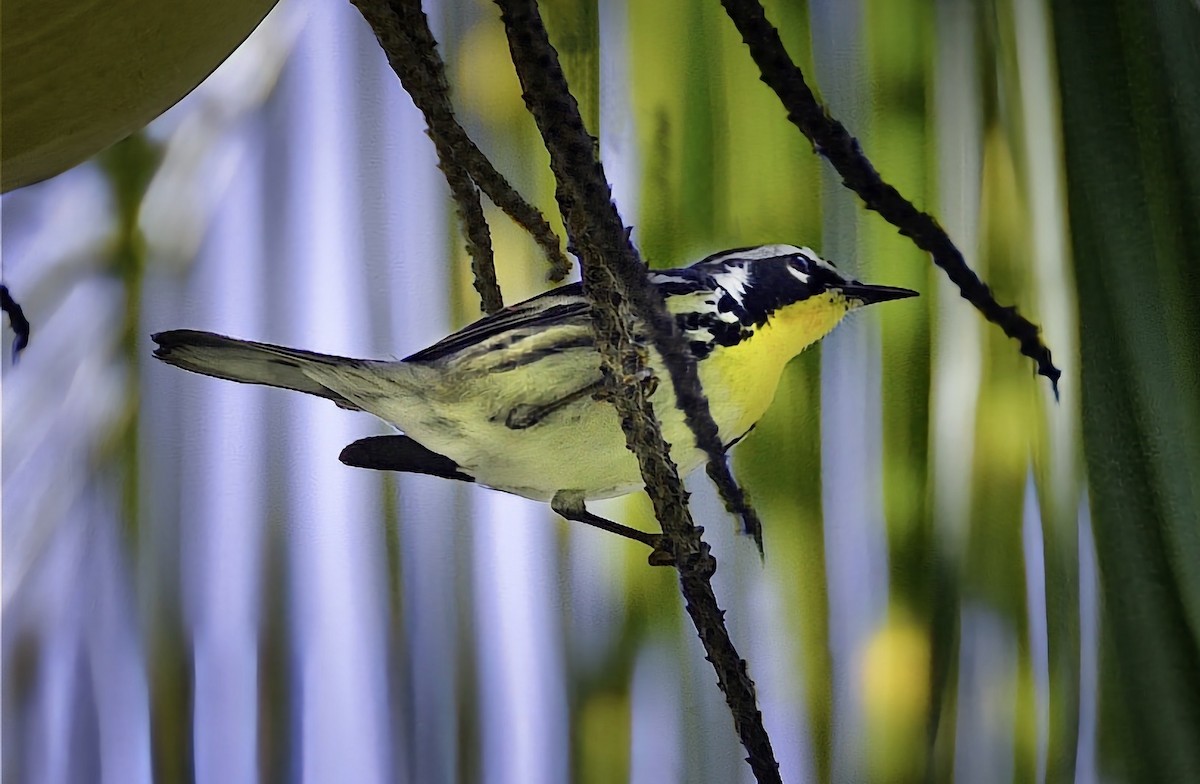Yellow-throated Warbler - ML646597828