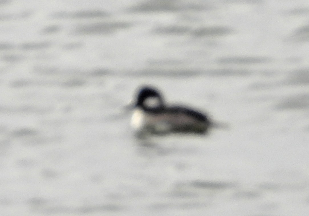 hohol bělavý - ML646597830