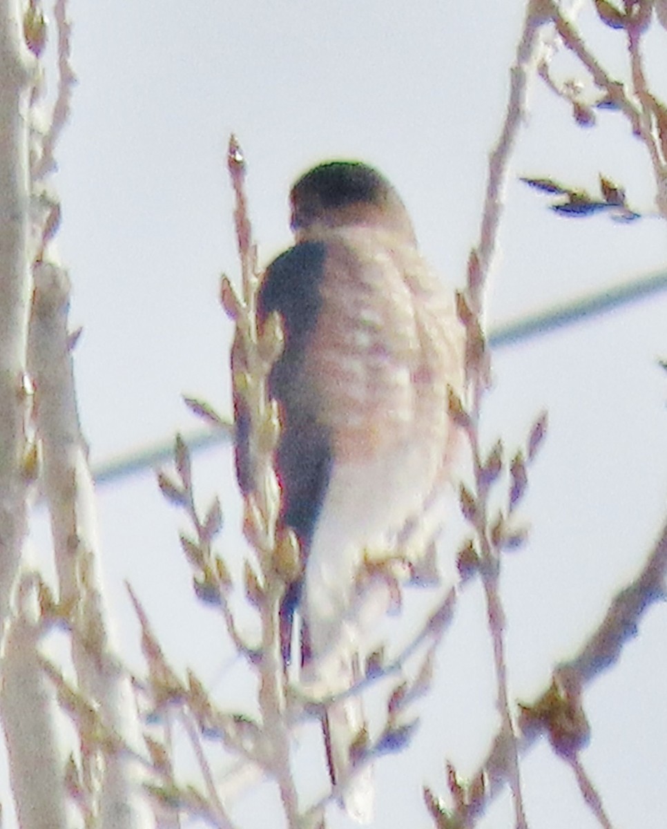 Sharp-shinned Hawk - ML646597831