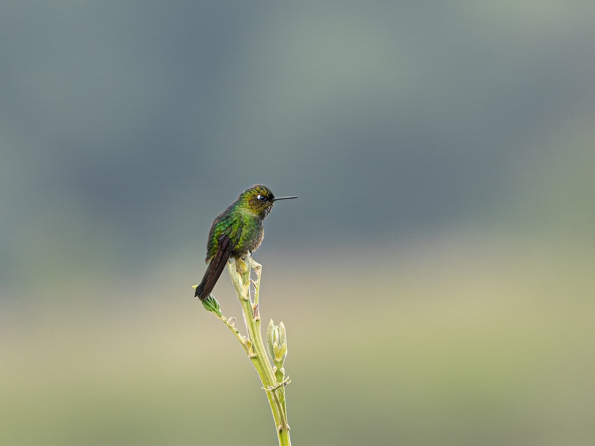 kolibřík turmalinový - ML646597833