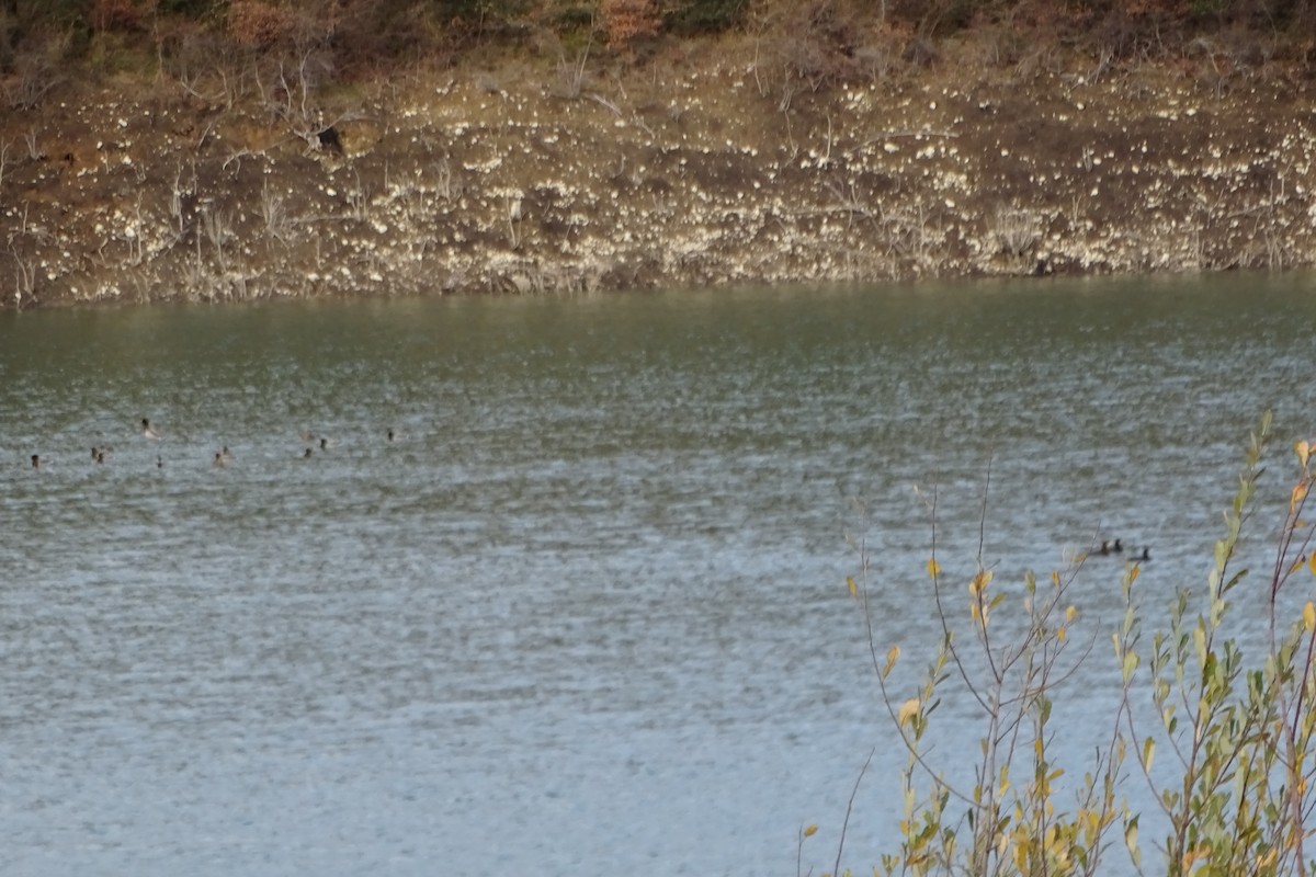 Mallard - ML646597834