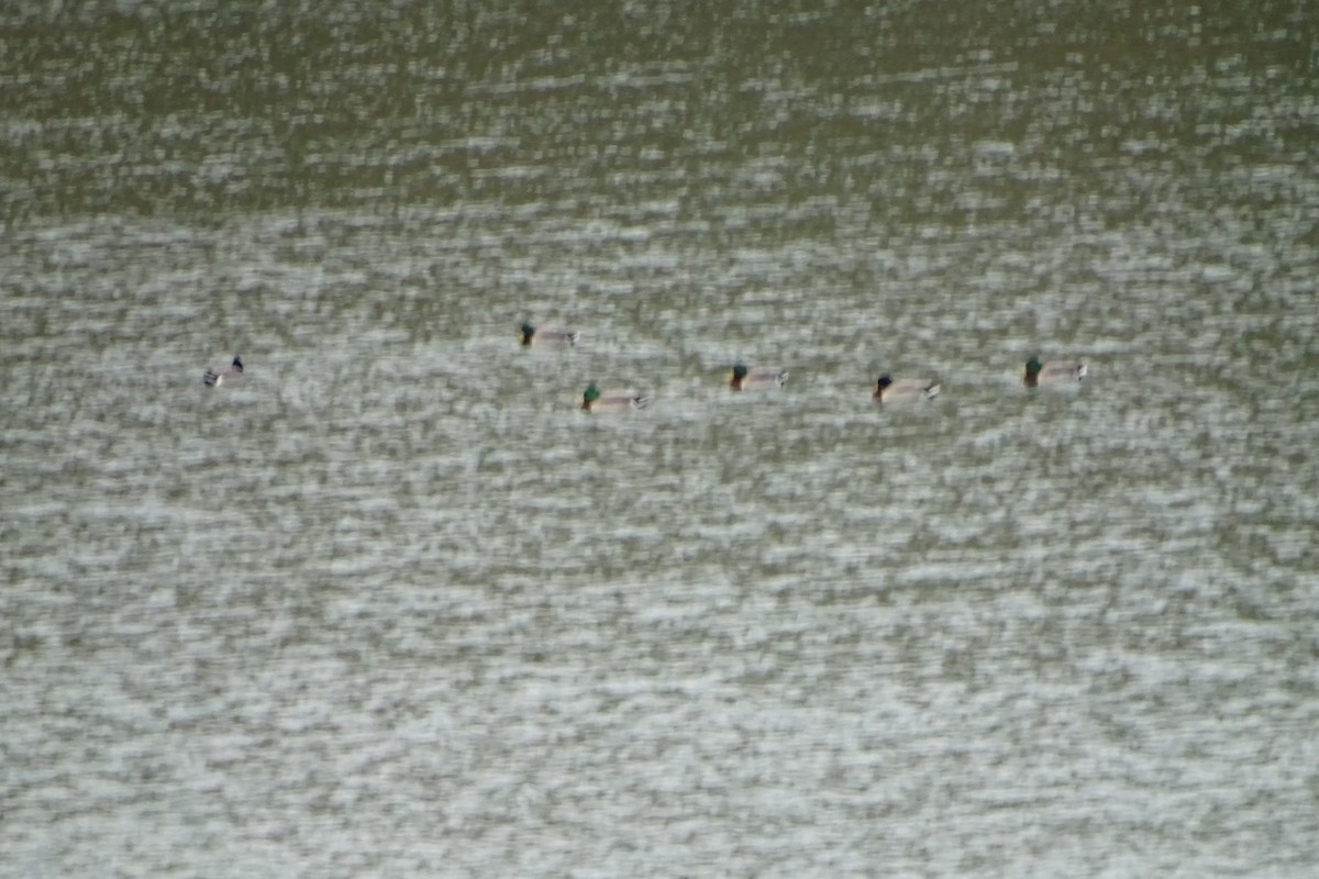 Mallard - ML646597835