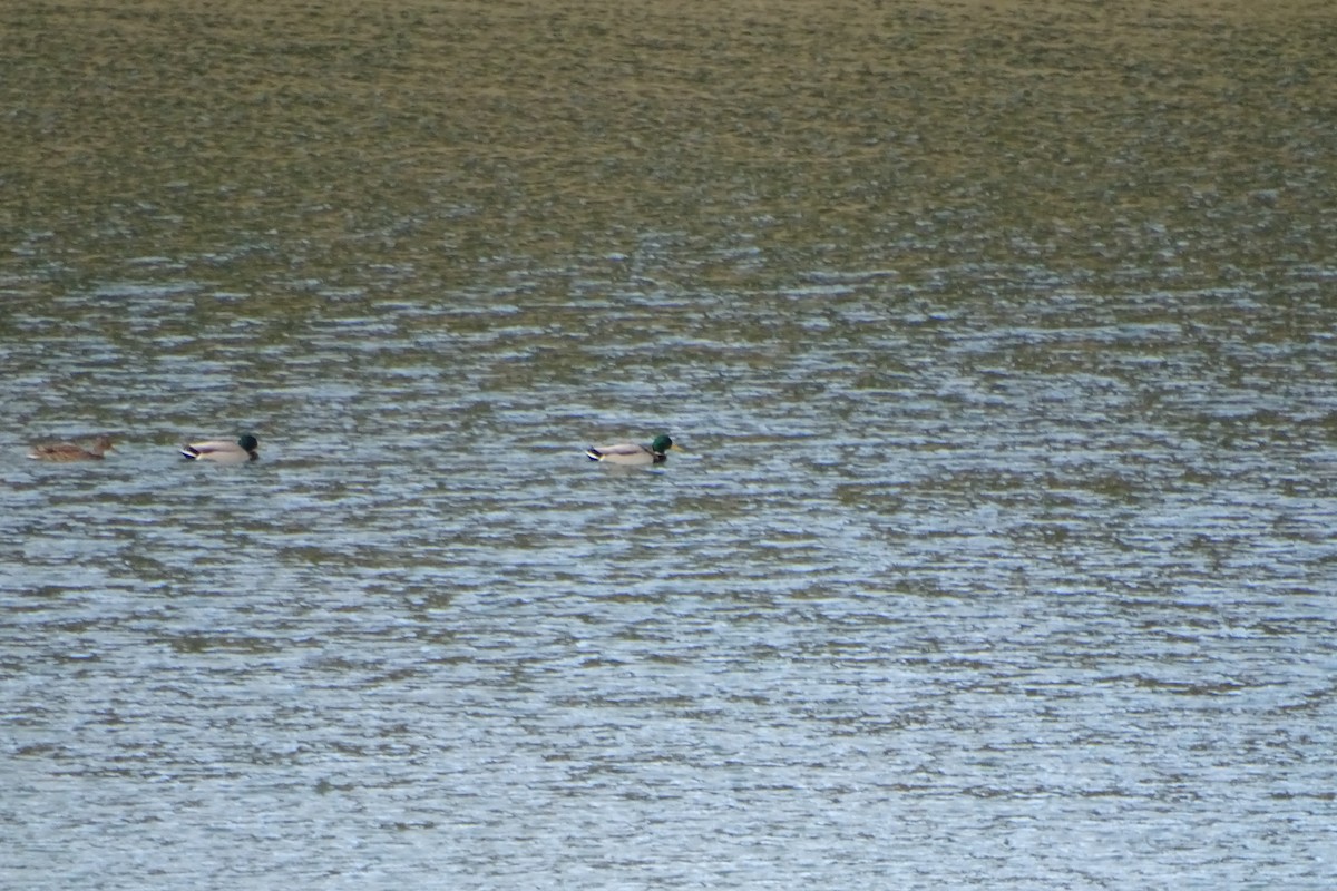 Mallard - ML646597836