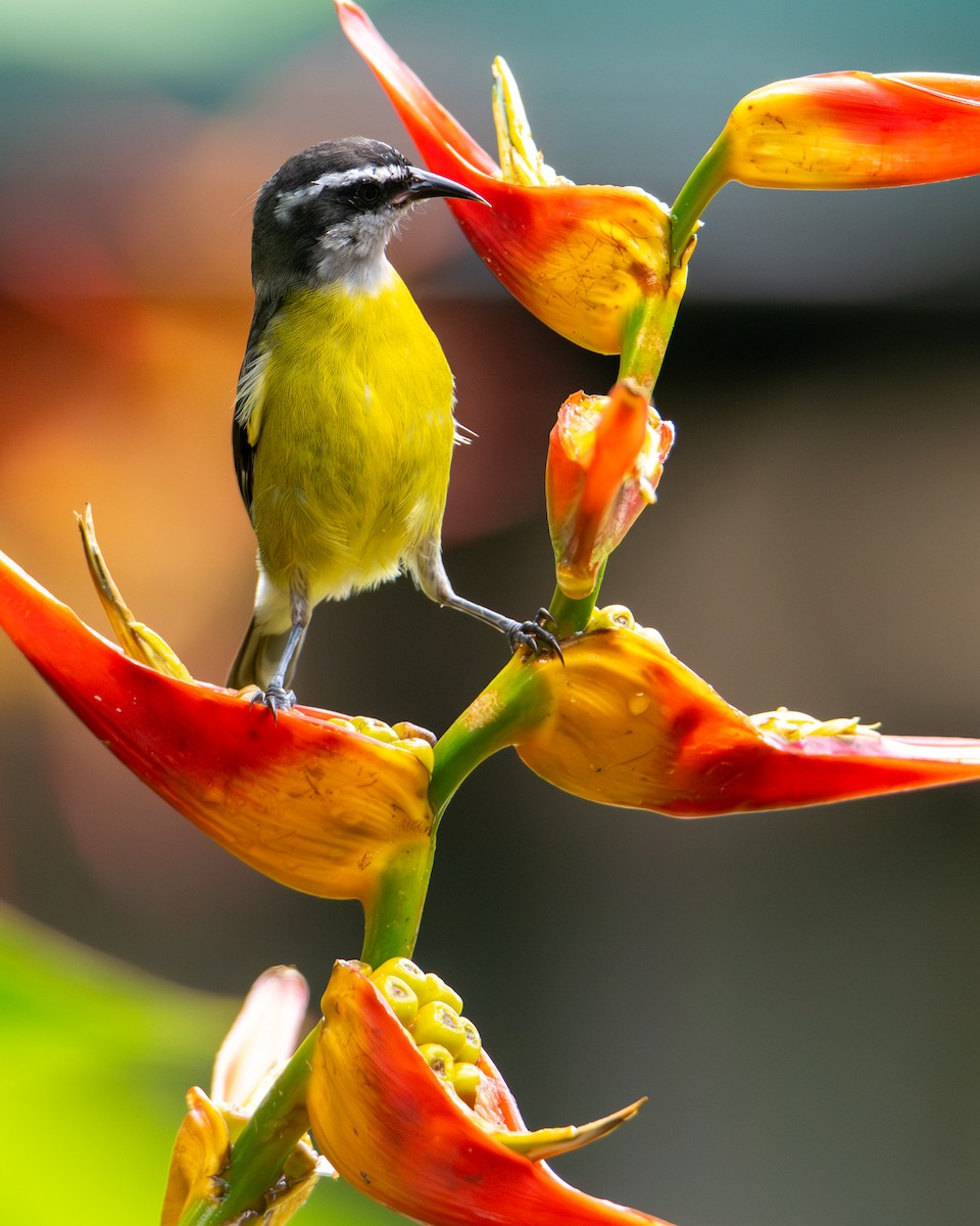 Zuckervogel - ML646597838