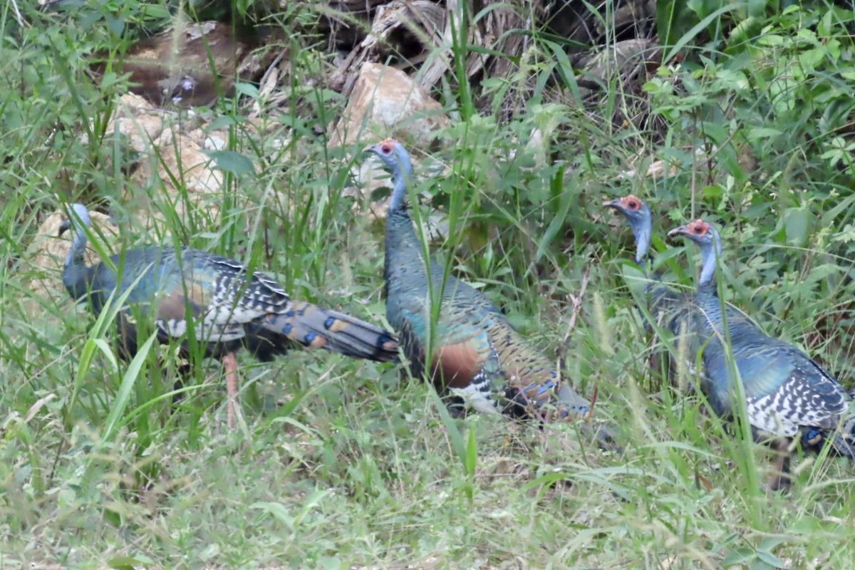 Ocellated Turkey - ML646597839