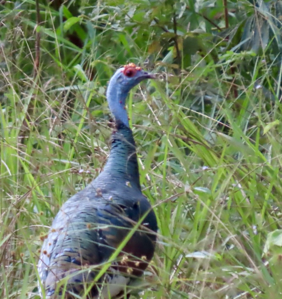 Ocellated Turkey - ML646597840