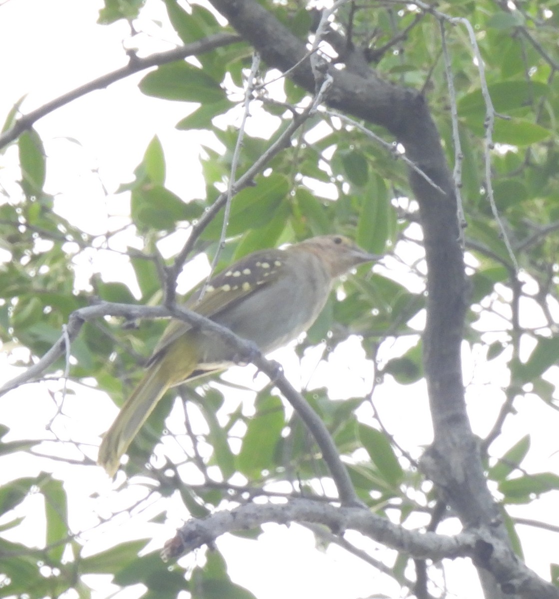 Nicator à tête brune - ML646597842