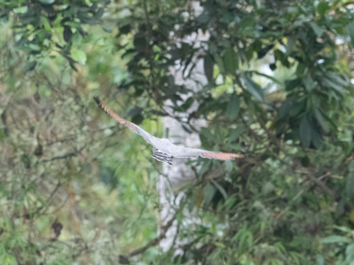 káně krahujová - ML646597844