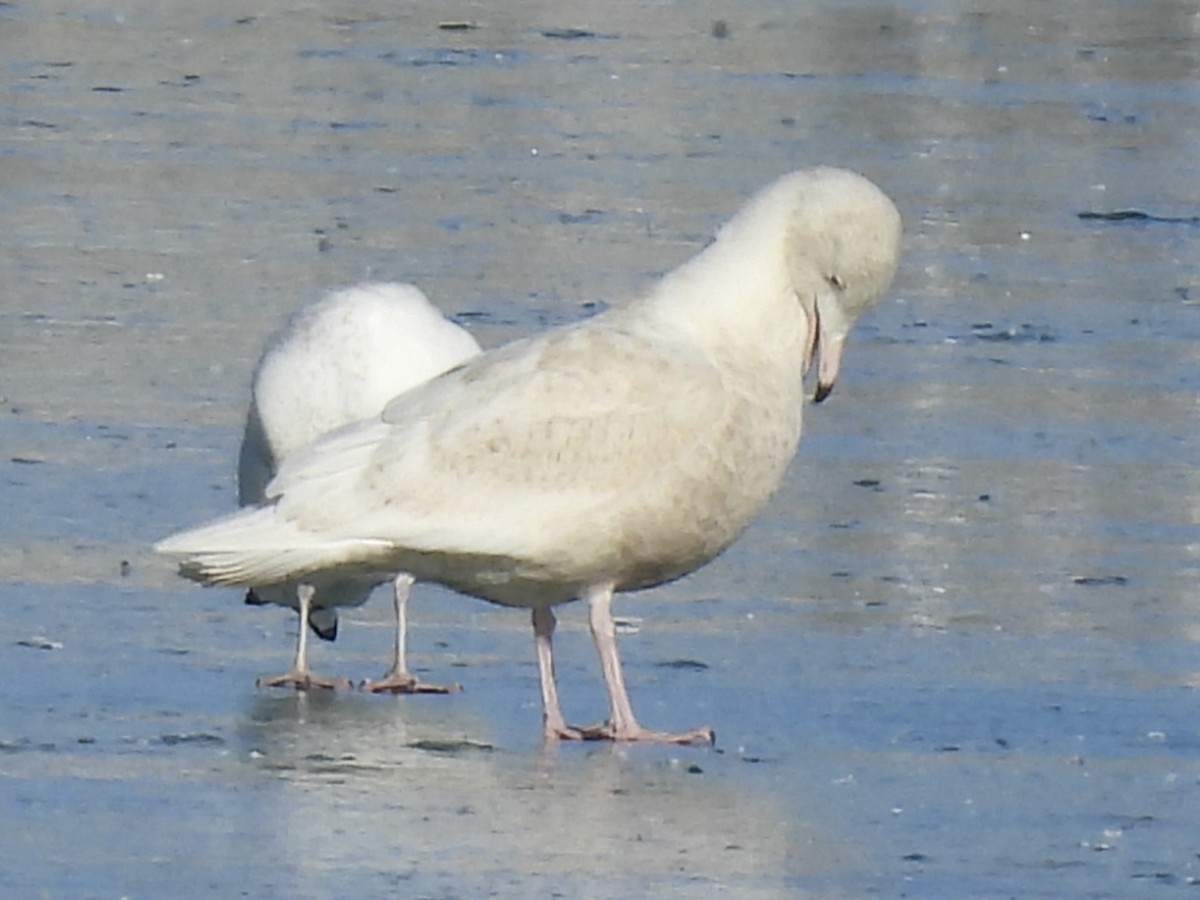 Gavión Hiperbóreo - ML646597847