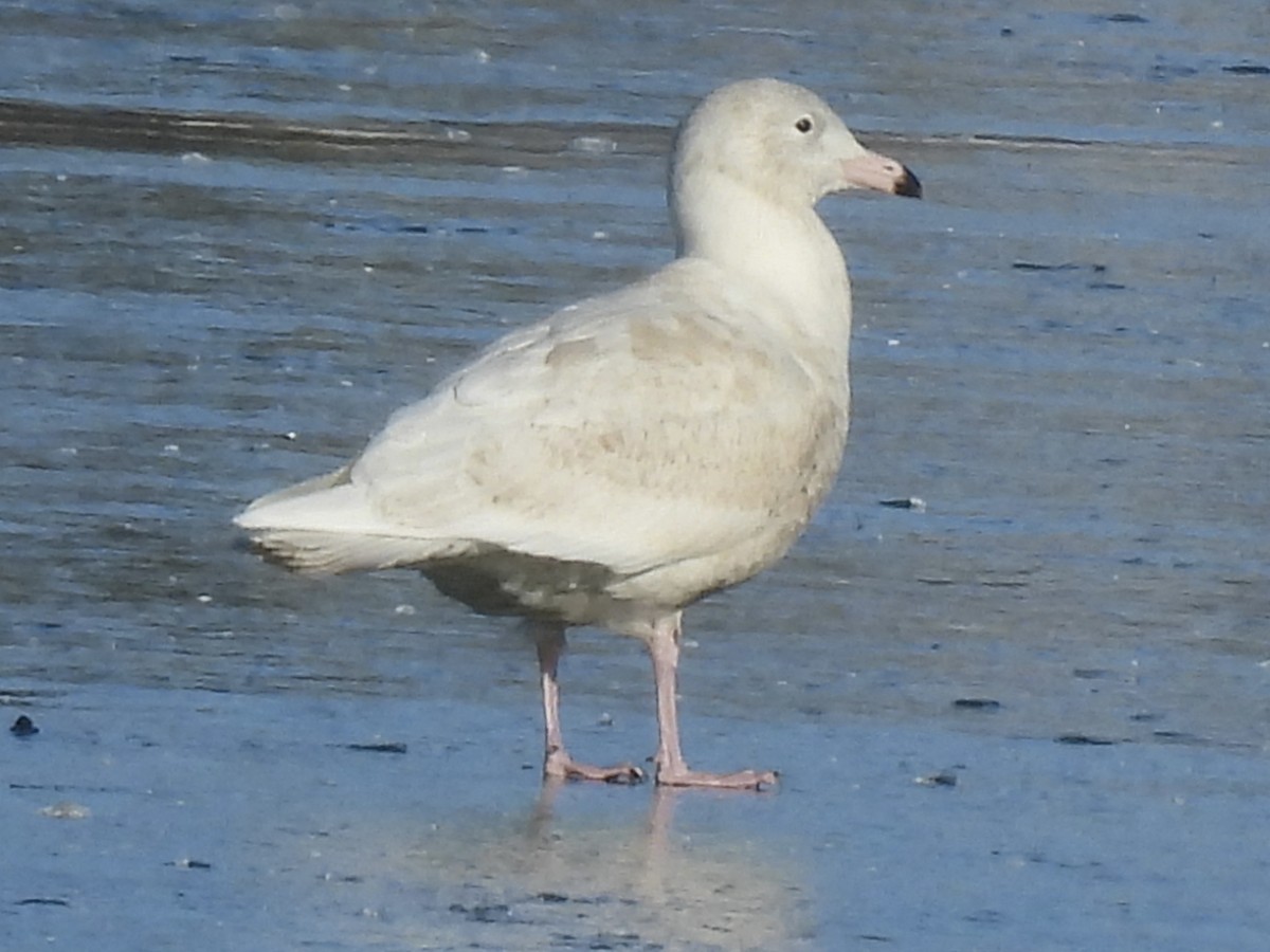 Gavión Hiperbóreo - ML646597848