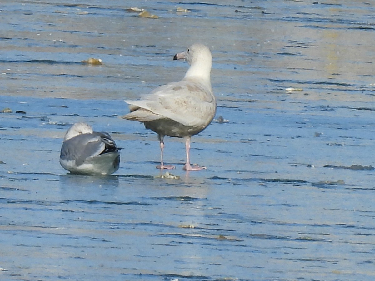 Gavión Hiperbóreo - ML646597849