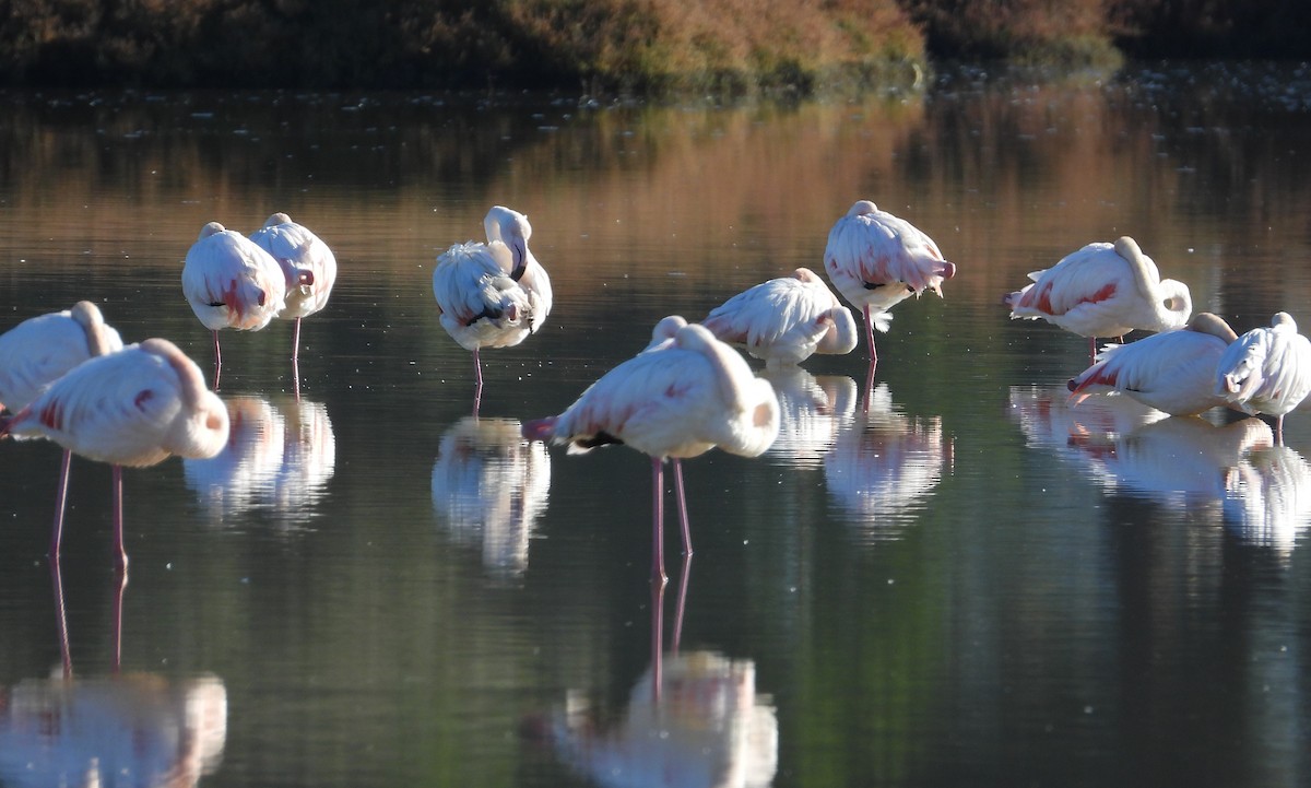 Greater Flamingo - ML646597851