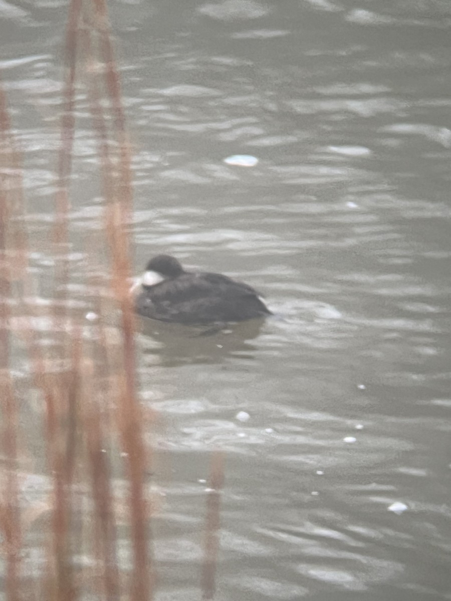 Negrón Americano - ML646597854