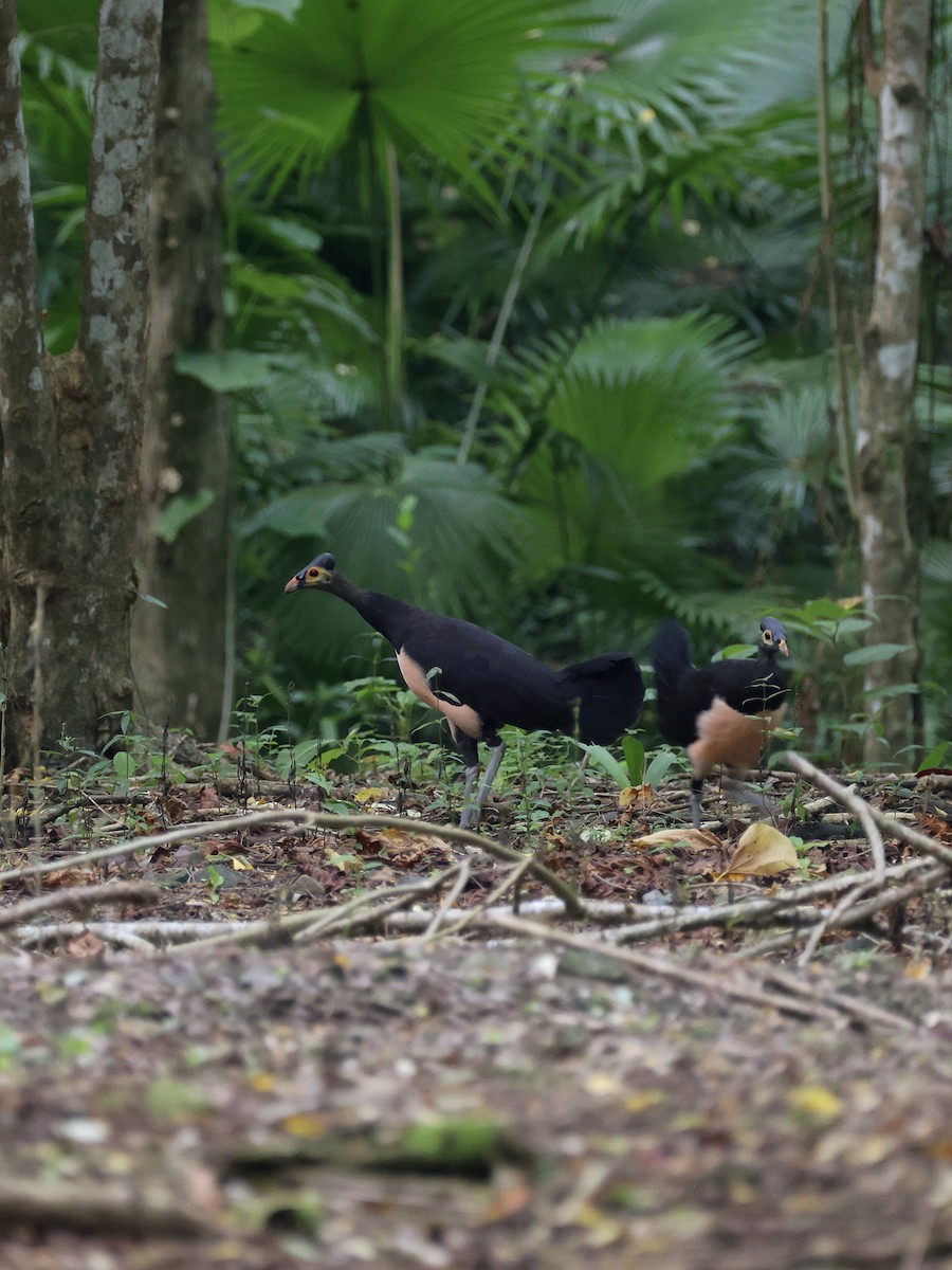 Малео - ML646597855