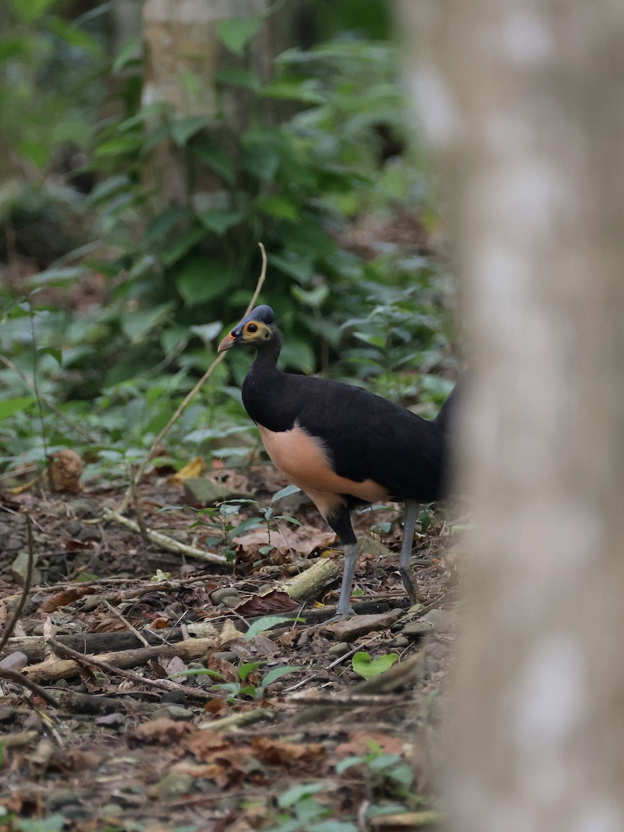 Малео - ML646597856