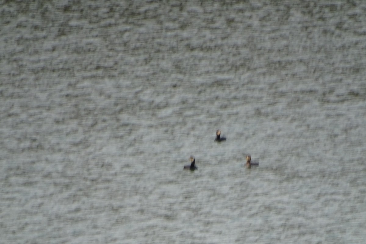 Great Cormorant - ML646597857