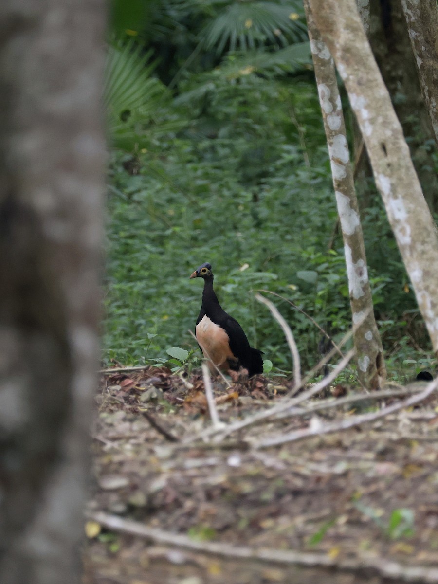 Малео - ML646597858