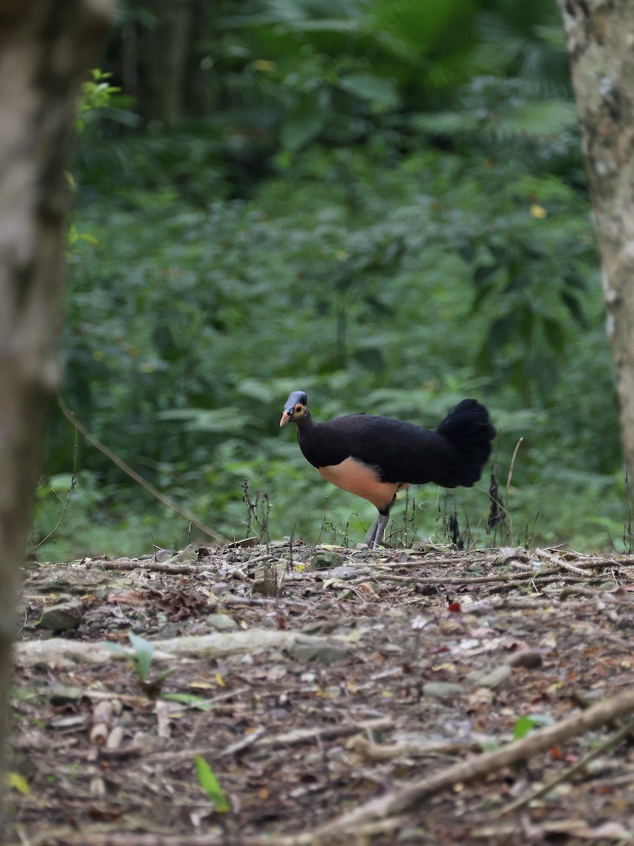 Малео - ML646597859