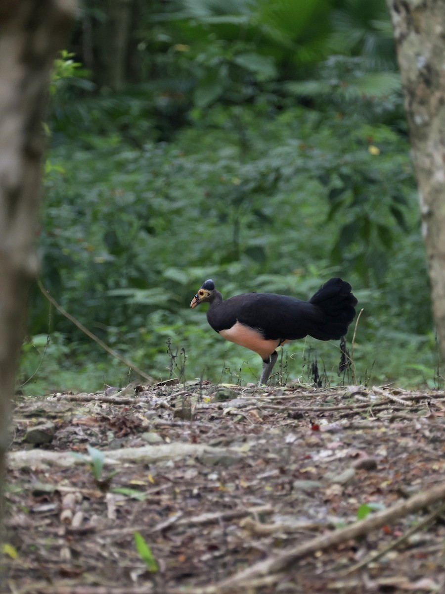 Малео - ML646597861