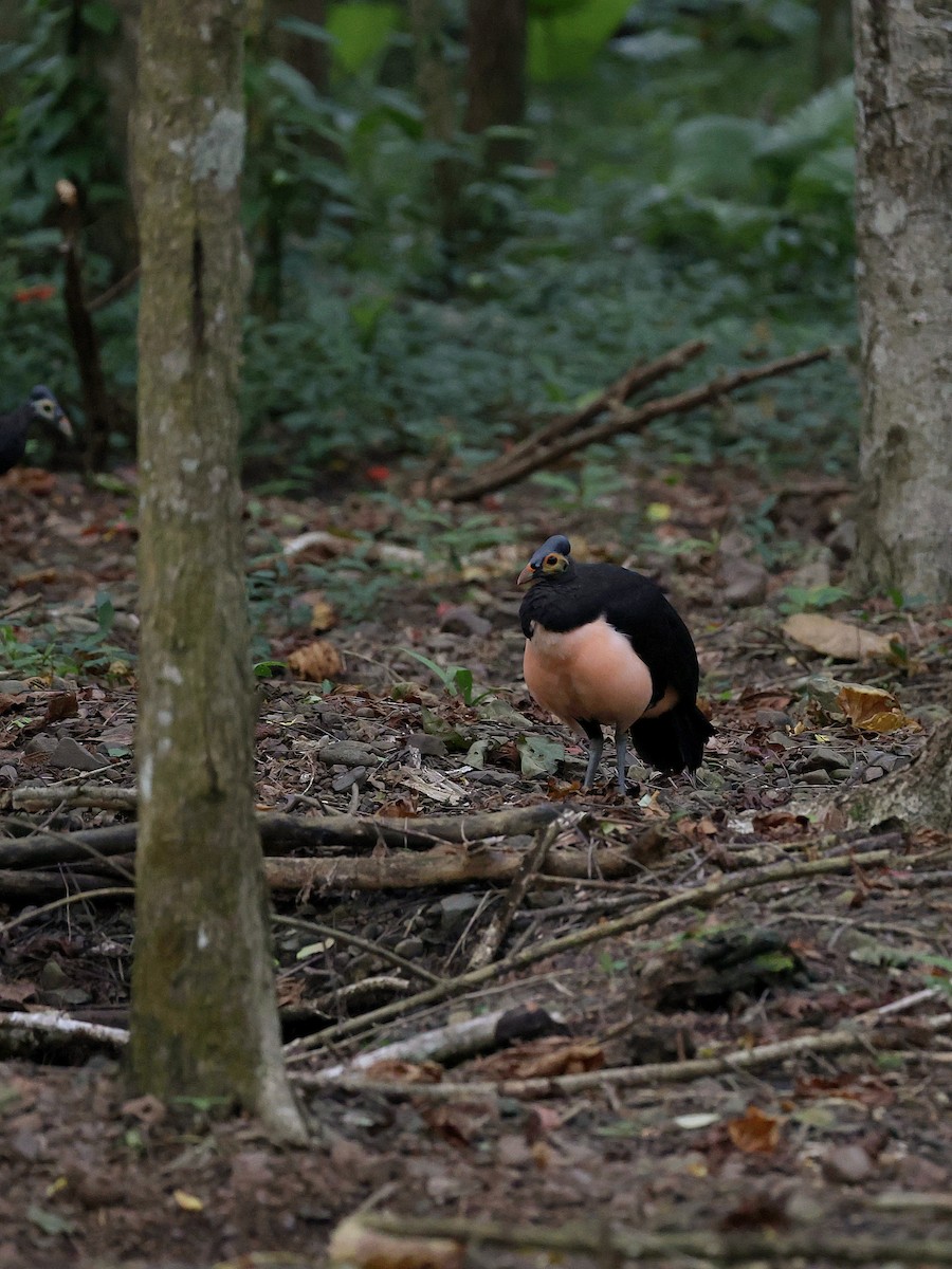 Малео - ML646597862