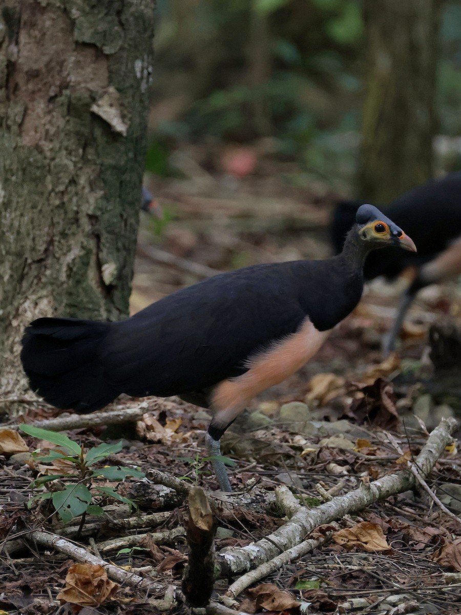 Малео - ML646597863