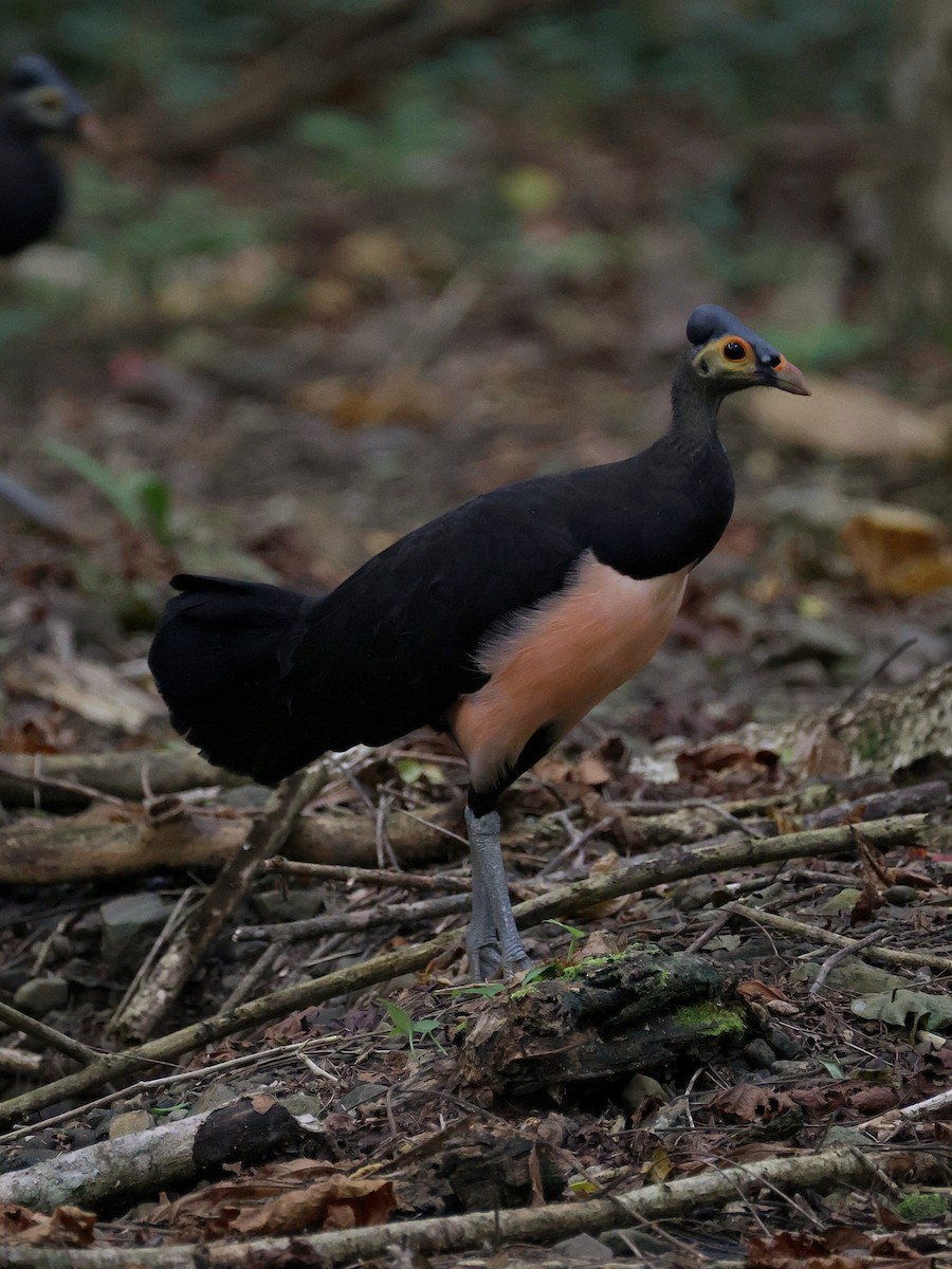 Малео - ML646597864