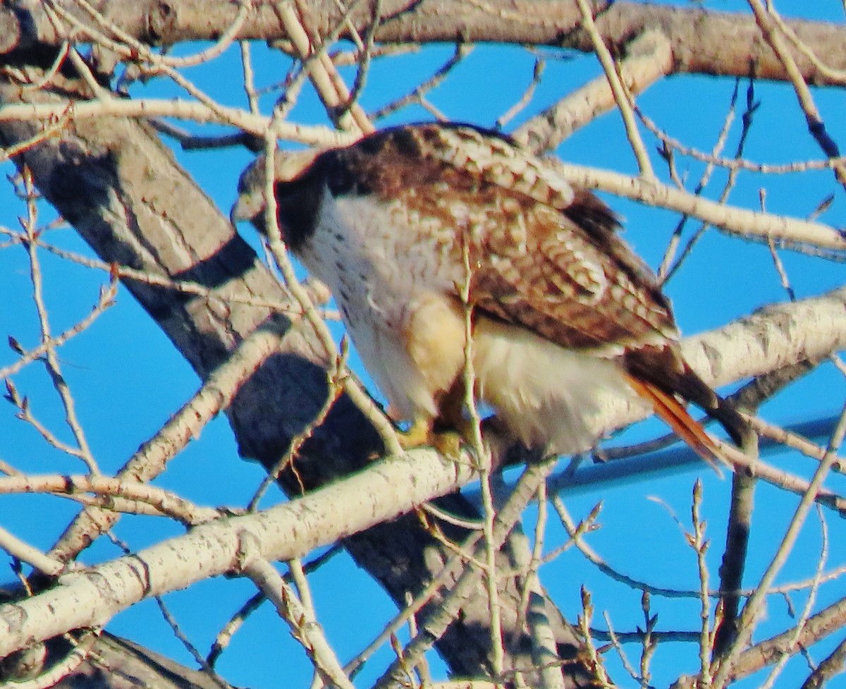 Red-tailed Hawk - ML646597866