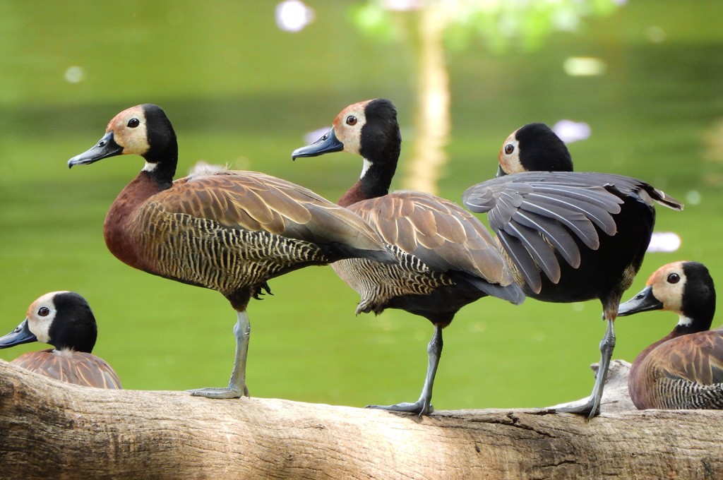 White-faced Whistling-Duck - ML646597867