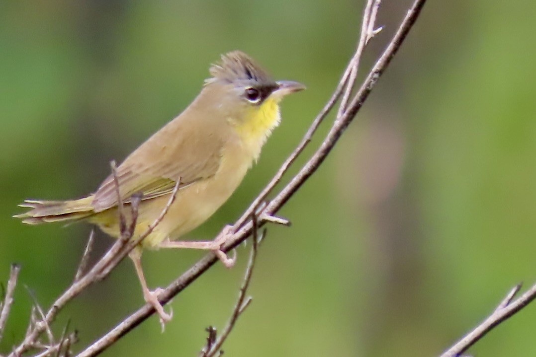Gray-crowned Yellowthroat - ML646597868