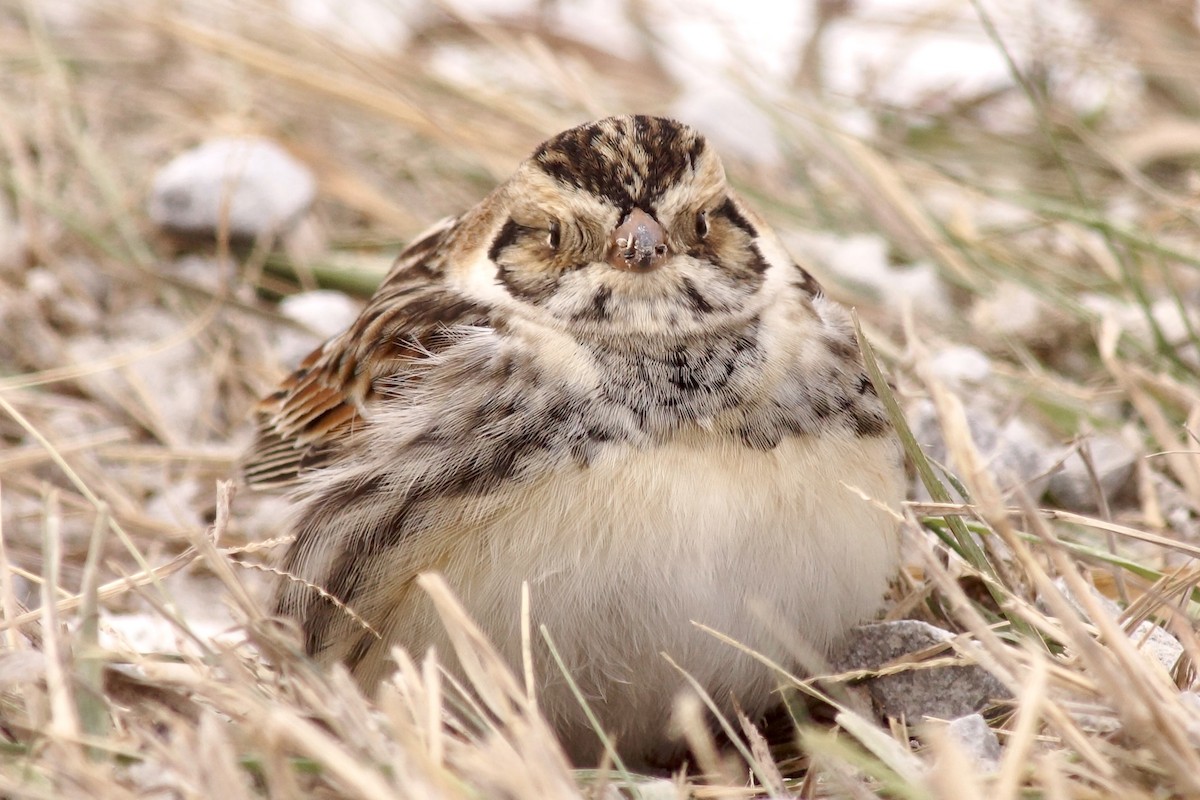 Буулгат хөмрөг - ML646597869