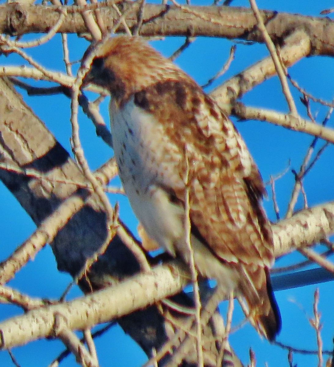 Red-tailed Hawk - ML646597871