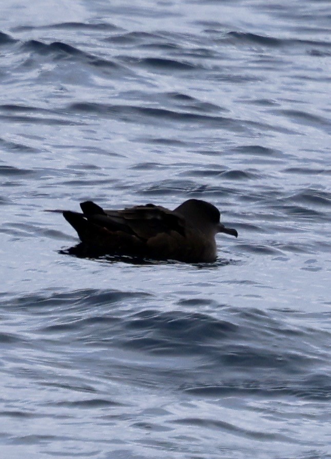 Sooty Shearwater - ML646597872