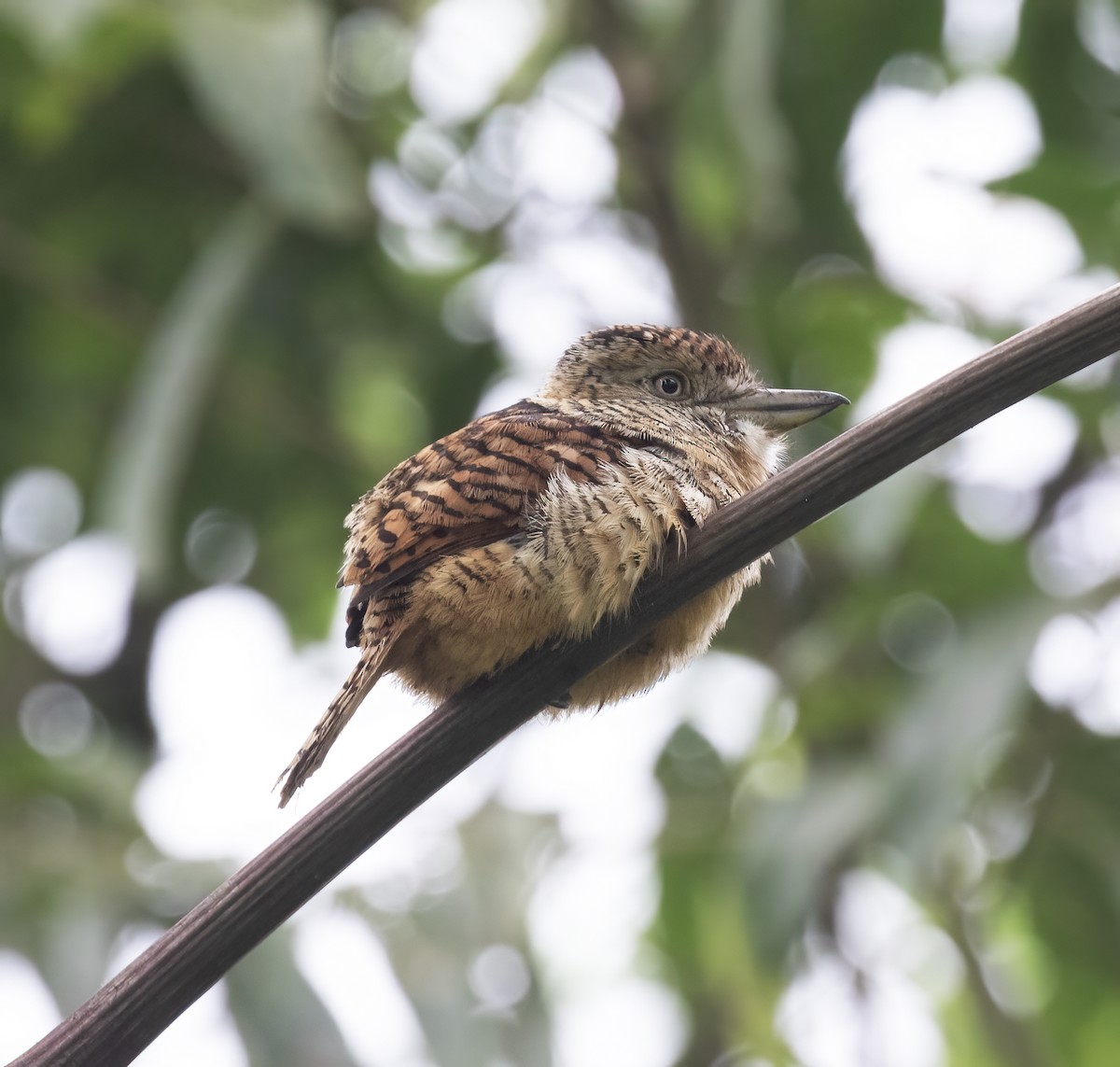 Tigerfaulvogel - ML646597873