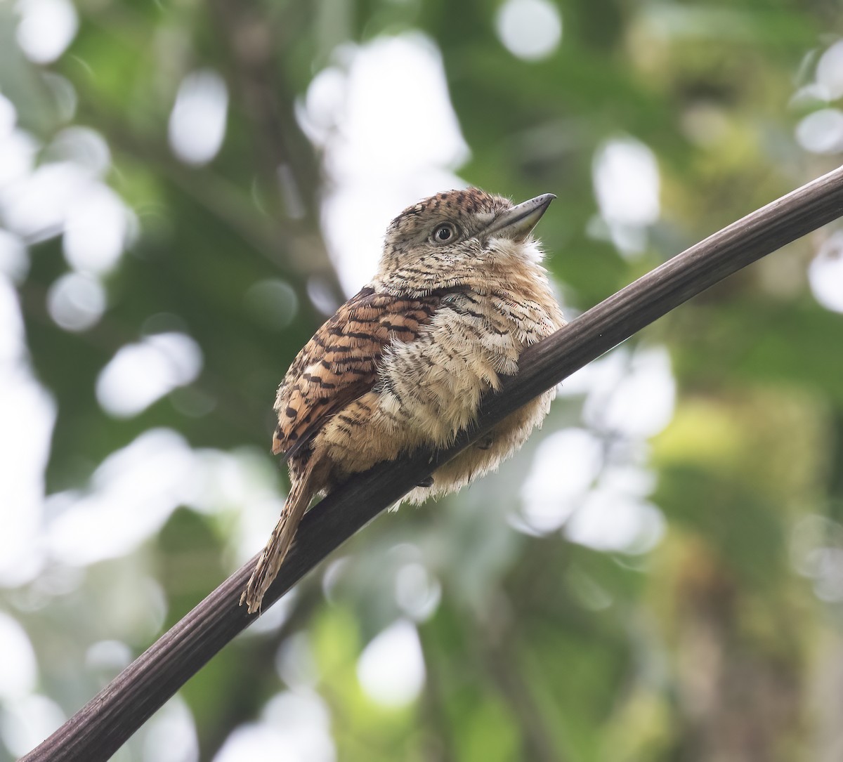 Tigerfaulvogel - ML646597874