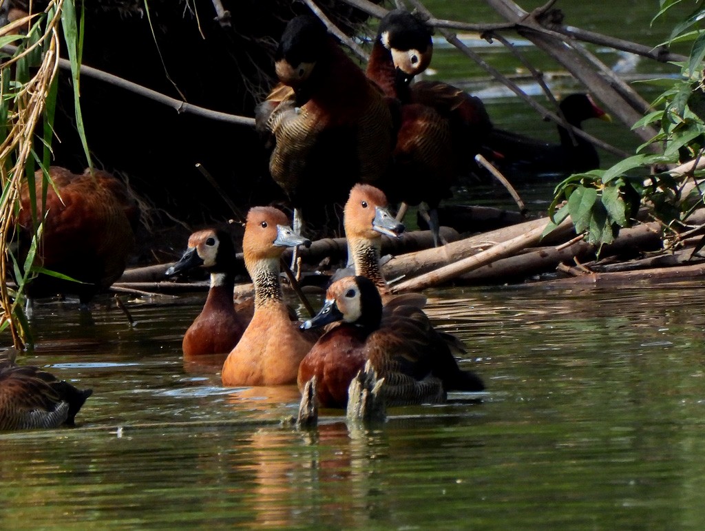 Fulvous Whistling-Duck - ML646597875