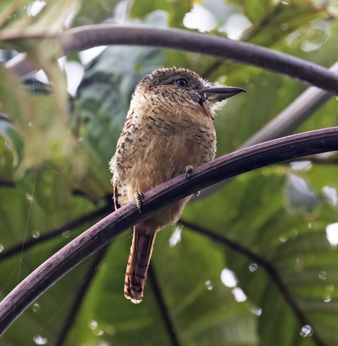 Tigerfaulvogel - ML646597876