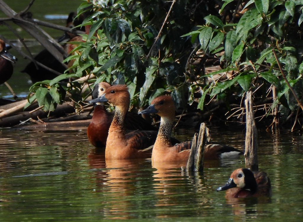Fulvous Whistling-Duck - ML646597877