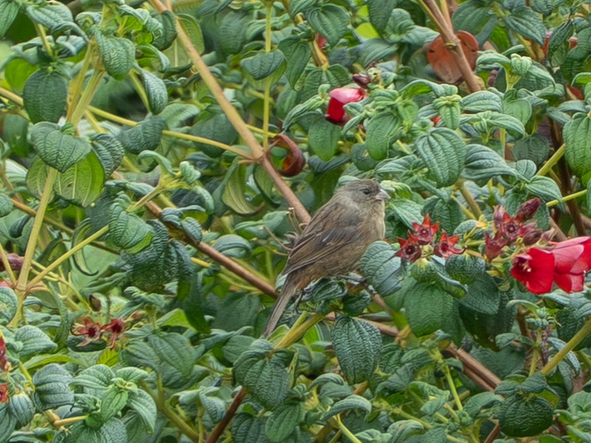 Schlankschnabel-Samenfresser - ML646597878