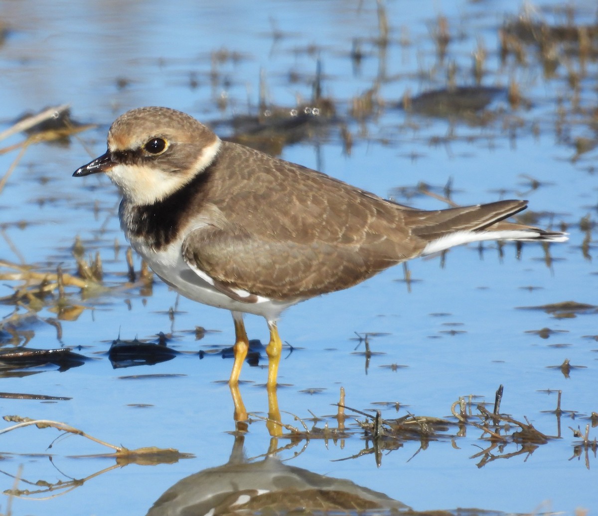 Little Ringed Plover - ML646597880