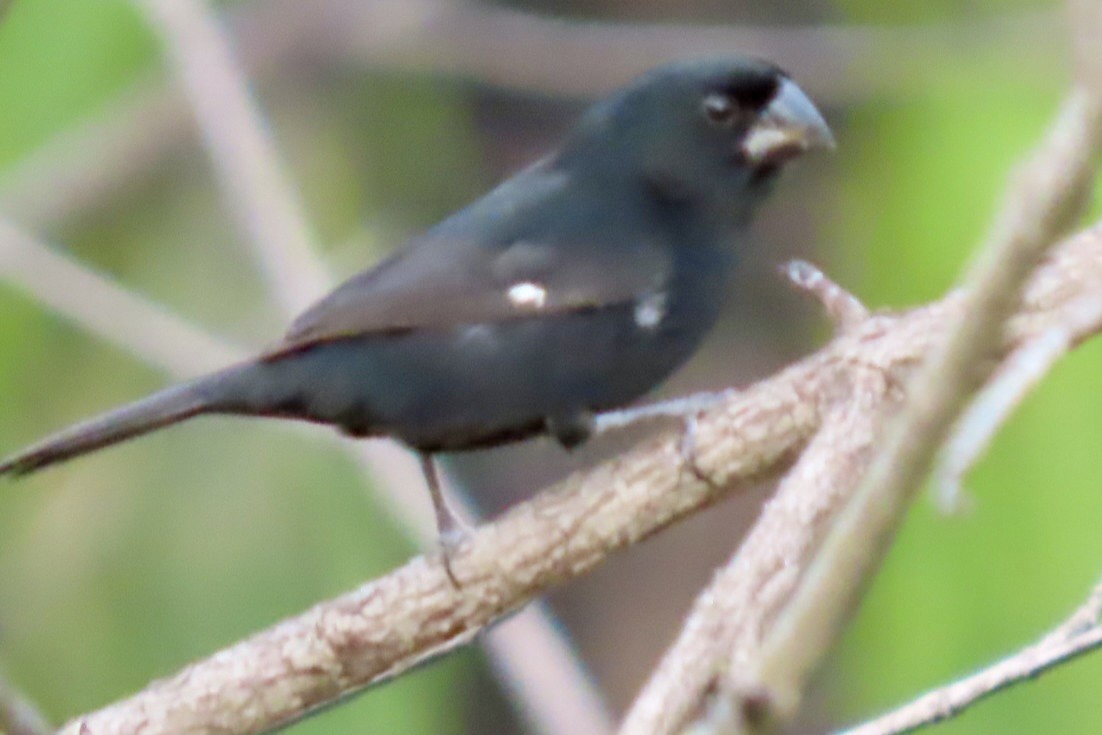Thick-billed Seed-Finch - ML646597881