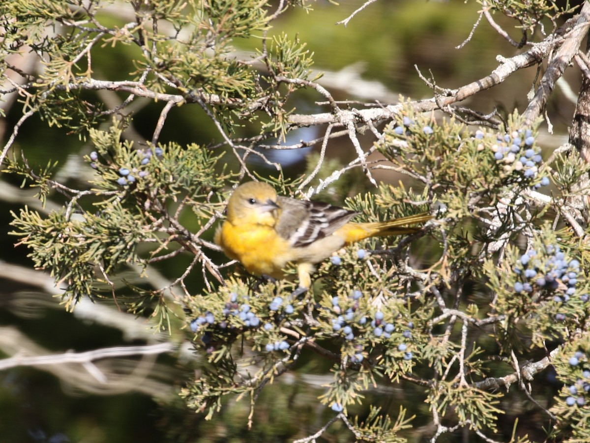 Baltimore Oriole - ML646597882